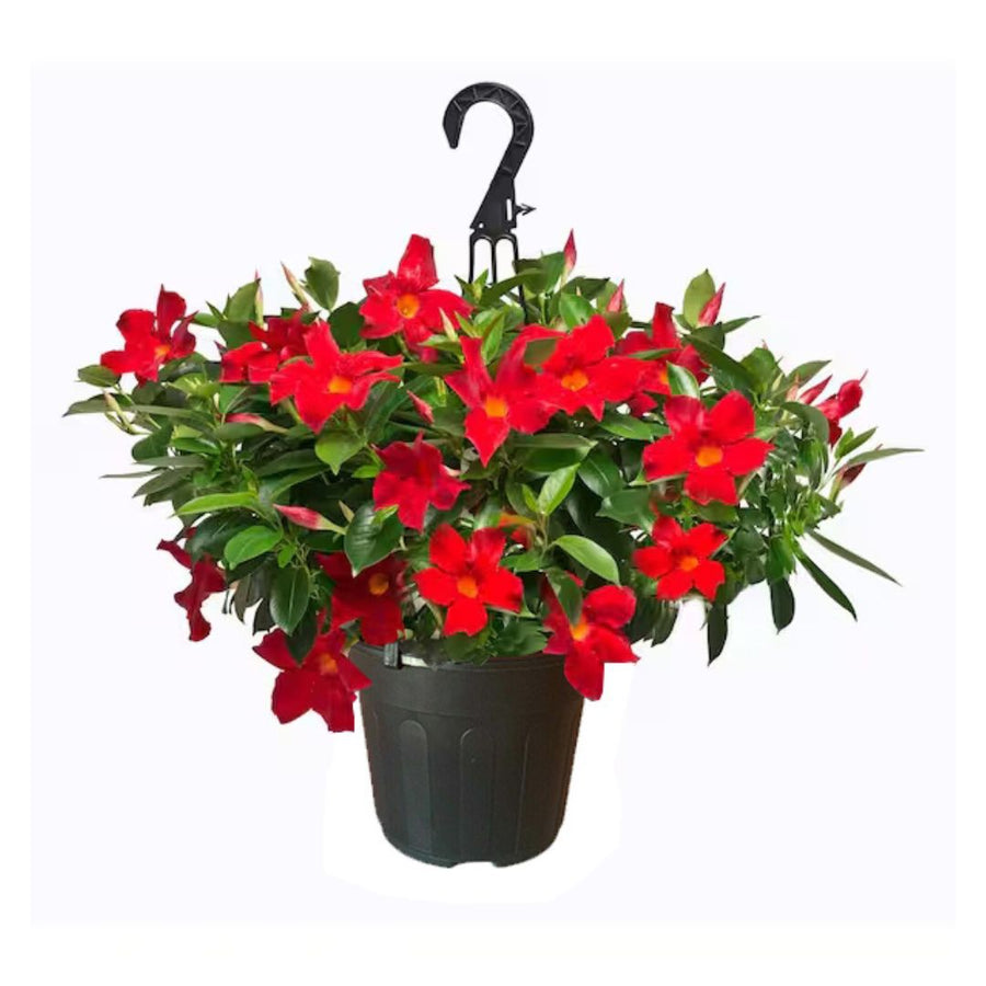 Pianta di Dipladenia rossa in basket da appendere, con fioritura abbondante e foglie verdi lucide, ideale per balconi e terrazzi
