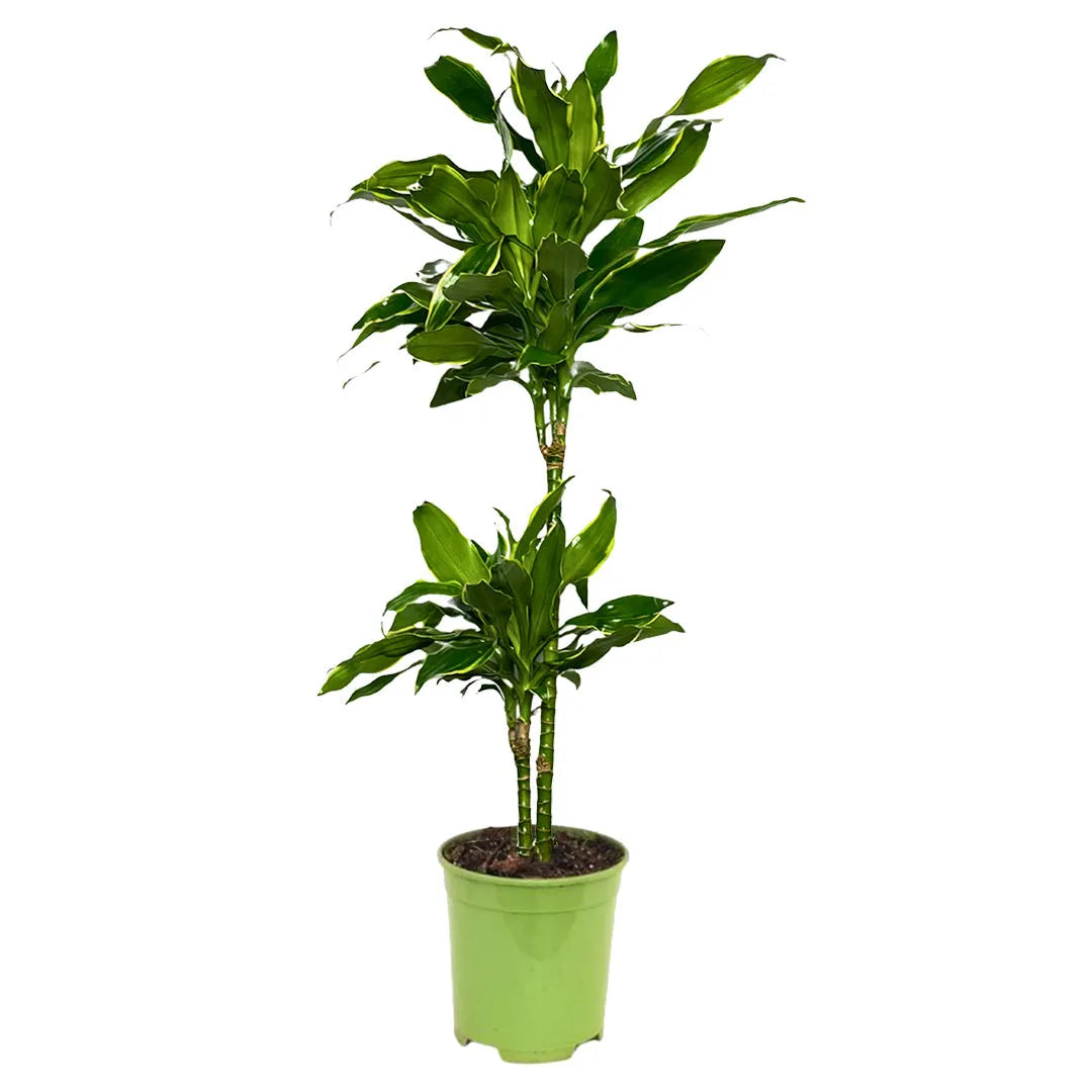 Dracaena Golden Coast D.19 cm Vaso plastica
