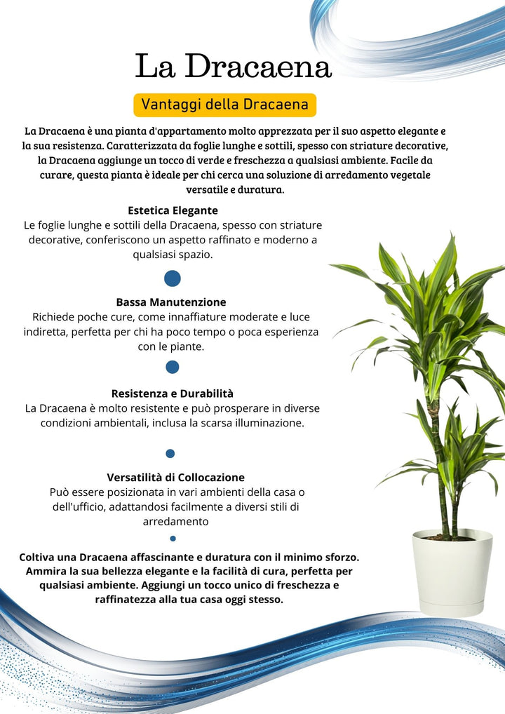 Dracaena 'Lemon Lime' - Altezza Pianta 100 cm, Vaso Diametro 19 cm