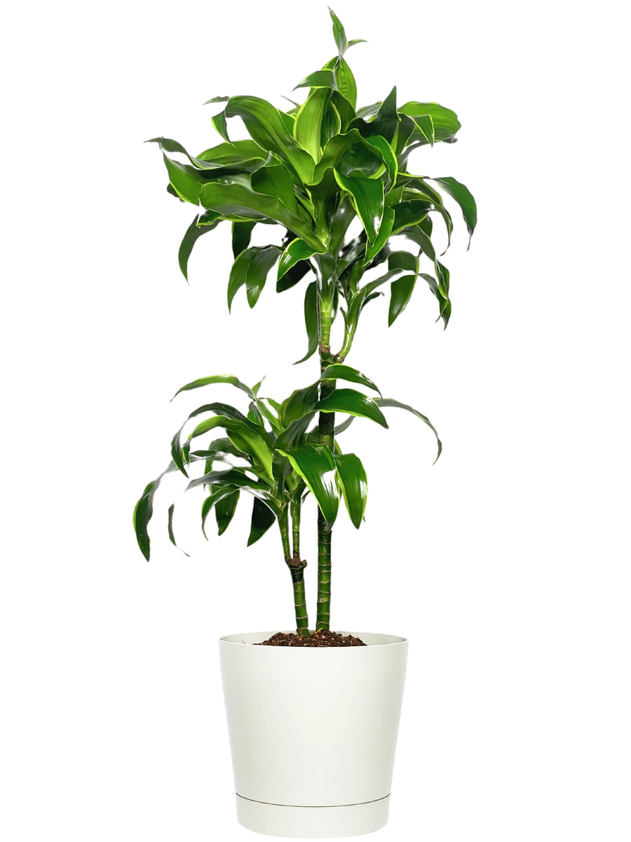 L'immagine mostra una pianta Dracaena fragrans, comunemente nota come tronchetto della felicità, collocata in un vaso bianco elegante. La pianta è caratterizzata da foglie lunghe e strette, di un verde brillante con sfumature più chiare lungo i bordi. Le foglie si dispongono a ciuffi lungo il tronco, che si sviluppa in verticale con un aspetto snello e robusto.