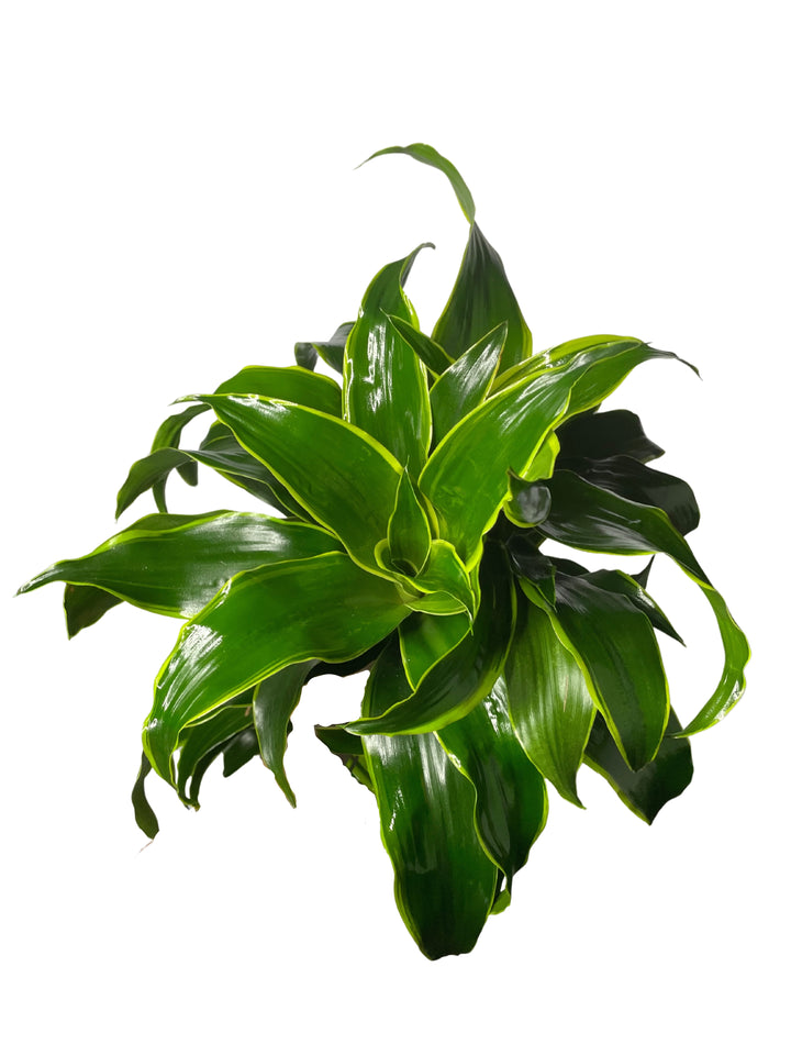 
L'immagine mostra una vista dall'alto della pianta Dracaena fragrans, con le sue foglie verdi lucenti e striate di un colore verde più chiaro lungo i bordi. Le foglie si dispongono in una rosetta compatta al centro, crescendo verso l'esterno e creando un effetto voluminoso e rigoglioso.