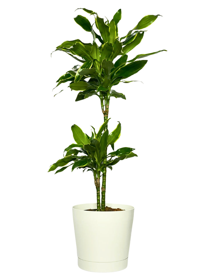 La pianta è una Dracaena fragrans, alta, con foglie verdi lucide e bordi ondulati. Sta in un vaso bianco, che contrasta col verde delle foglie.