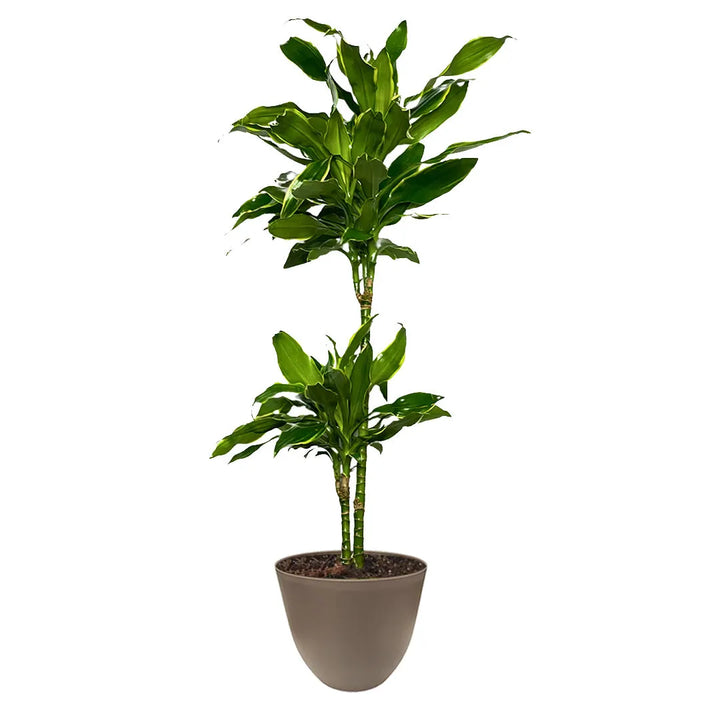 Una pianta di Dracaena Golden Coast con due fusti verticali. Le foglie sono ampie e lucide, di colore verde intenso con una sottile striatura giallo chiaro lungo i bordi. La pianta è in un vaso marrone opaco riempito di terriccio.