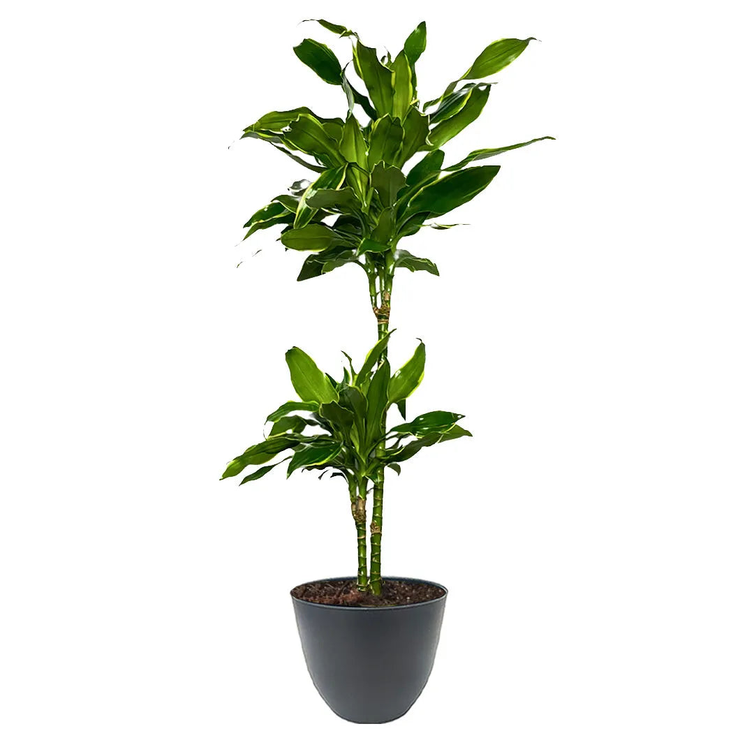 Dracaena Golden Coast a due tronchi, con foglie verdi lucide dai bordi giallo-verdi. La pianta è collocata in un vaso grigio scuro con forma arrotondata e superficie liscia.