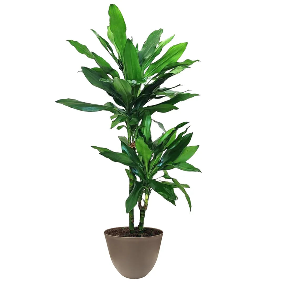 Pianta con foglie  di colore verde intenso  massa in un vaso di colore tortora 