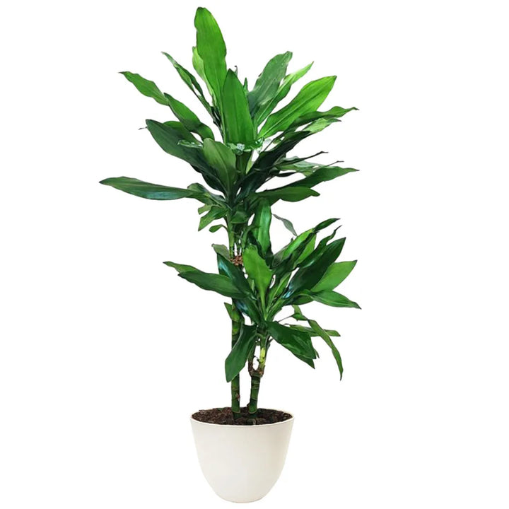 Pianta con foglie  di colore verde intenso  massa in un vaso di colore bianco 