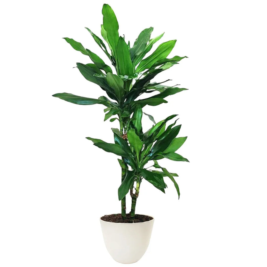 Pianta con foglie  di colore verde intenso  massa in un vaso di colore bianco 