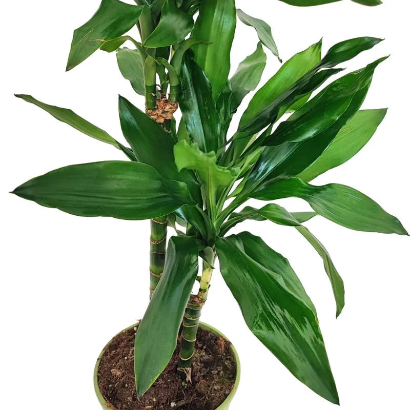 Dettaglio delle foglie foglie di un colore verde scuro lucide 