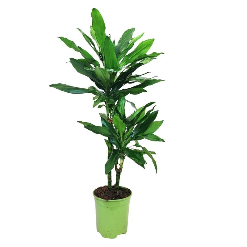 Dracaena Janet Lind