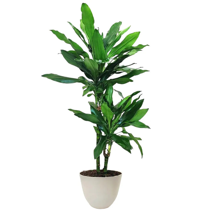 Pianta con foglie  di colore verde intenso  massa in un vaso di colore avorio 