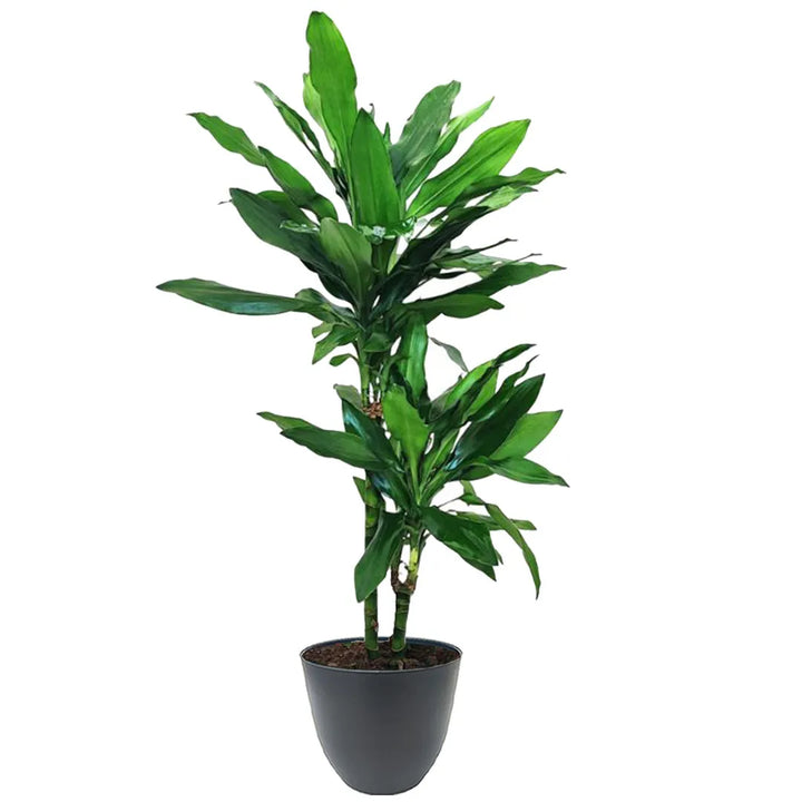 Pianta con foglie  di colore verde intenso  massa in un vaso di colore antracite 