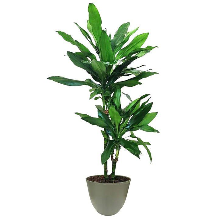 Pianta con foglie  di colore verde intenso  massa in un vaso di colore verde rosmarino 