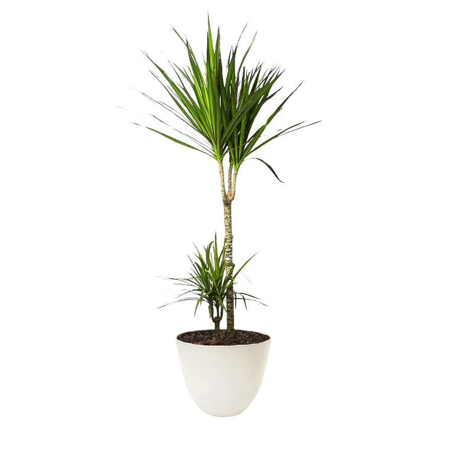 Dracaena Marginata alta e slanciata, con due tronchi leggeri e foglie sottili verde scuro dai bordi rossastri. È collocata in un vaso bianco moderno e semplice.