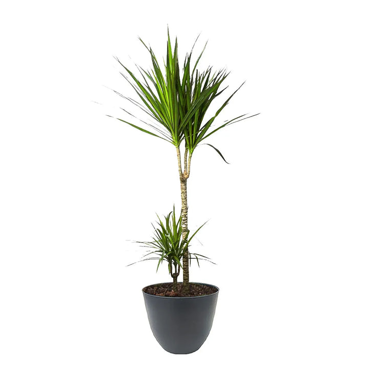 Pianta di Dracaena Marginata con due fusti verticali e foglie lunghe e strette che si aprono a raggiera. Le tonalità di verde e rosso creano un effetto decorativo elegante. Il vaso è nero e di forma ovale.