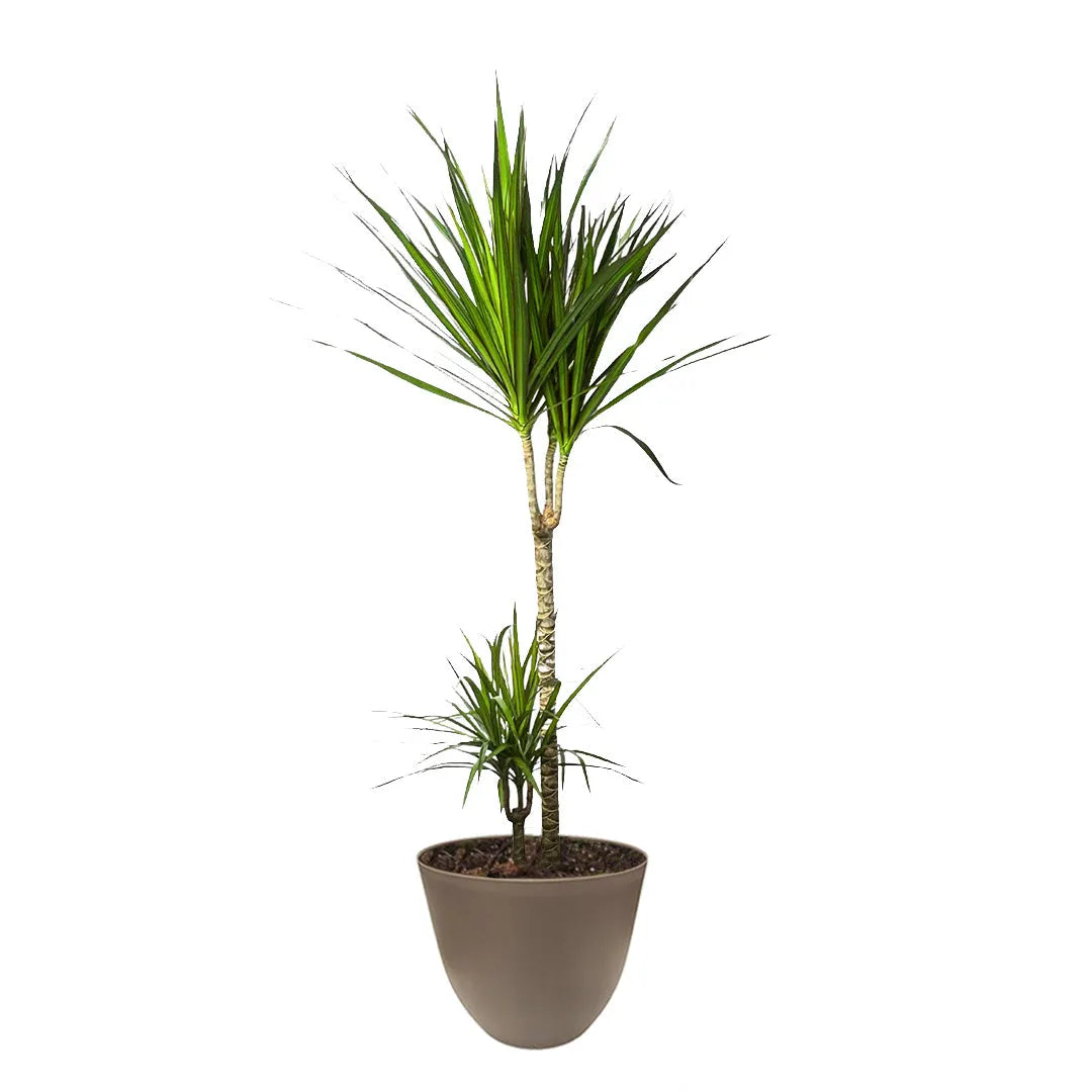 Pianta di Dracaena Marginata con due tronchi sottili e verticali. Ogni tronco termina con un ciuffo di foglie lunghe, strette e appuntite, di colore verde brillante con leggere sfumature rossastre sui bordi. La pianta è collocata in un vaso tortora, riempito di terriccio.