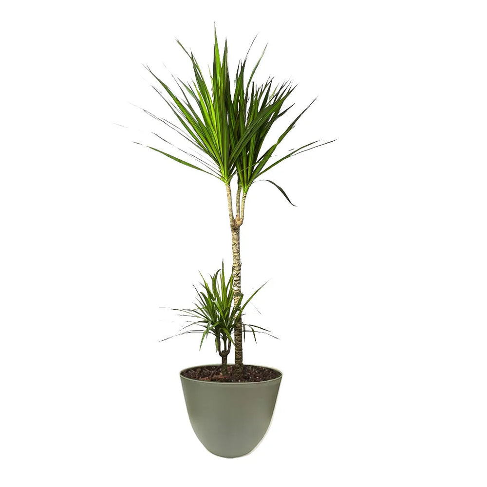 Dracaena Marginata con due tronchi verticali e chiome di foglie sottili e appuntite. La pianta è in un vaso verde , con forma tondeggiante e terriccio visibile alla base.