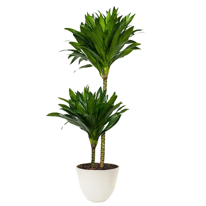 Pianta di Dracaena Compacta a due tronchi, con foglie lunghe e strette di un verde brillante. È inserita in un vaso bianco opaco dal design moderno.