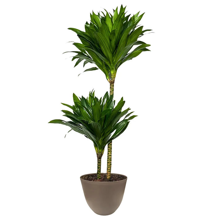 Dracaena Compacta a due tronchi in vaso tortora, pianta da interno sempreverde con foglie lucide di colore verde intenso.