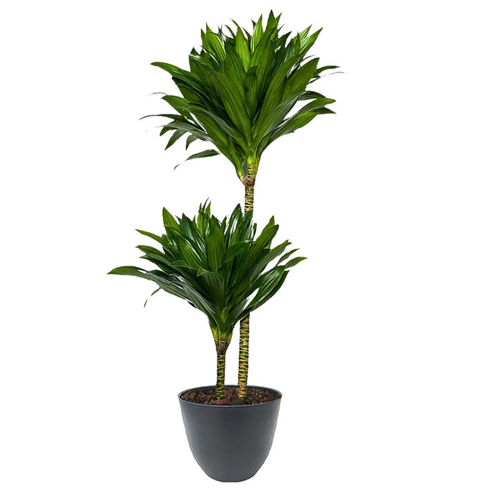 Una Dracaena Compacta con due fusti e foglie verdi disposte a forma di ciuffo. Il vaso è nero, dalla superficie liscia, con terriccio visibile alla base.