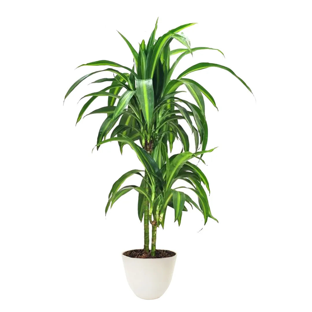 Dracaena hawaiaan sunshine H.100 cm