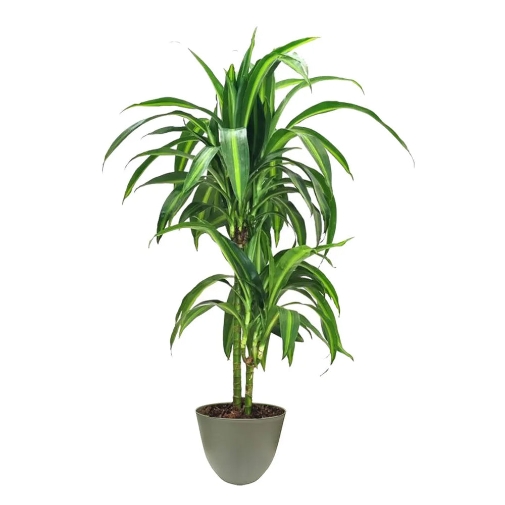 Pianta con foglie verdi e variegature colore crema messa in un vaso colore verde rosmarino 