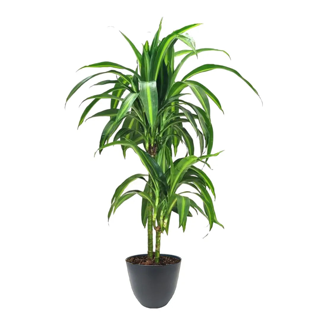 Pianta con foglie verdi e variegature colore crema messa in un vaso colore antracite 