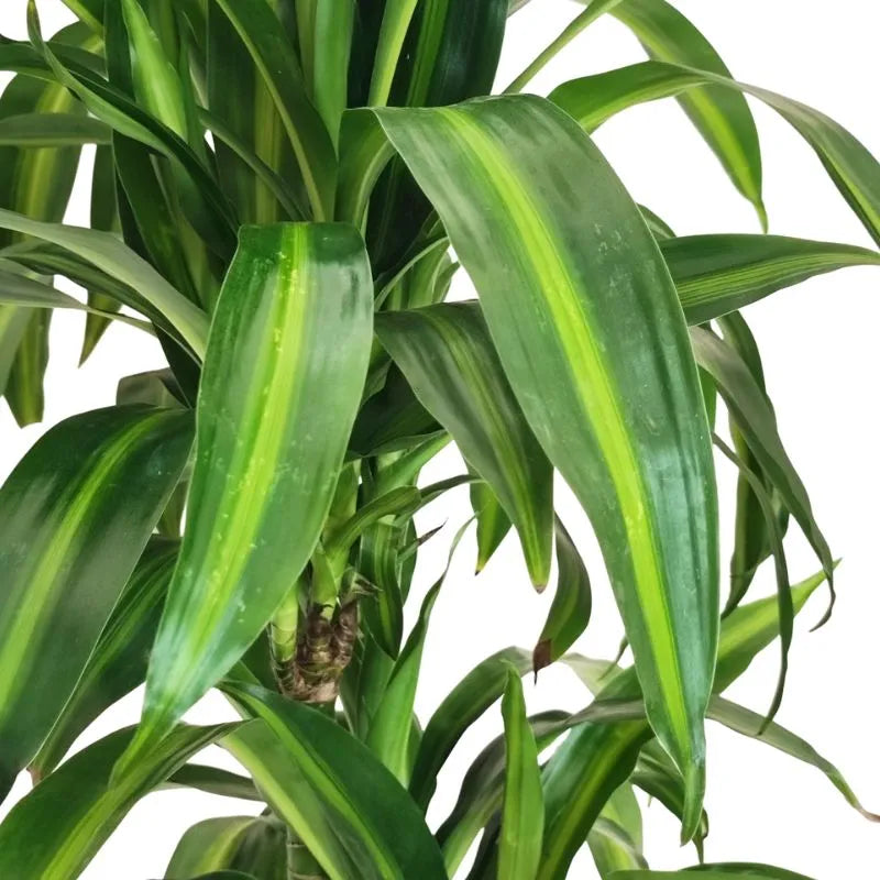 Dettaglio delle foglie della pianta colore verde intenso con sfumature color crema 