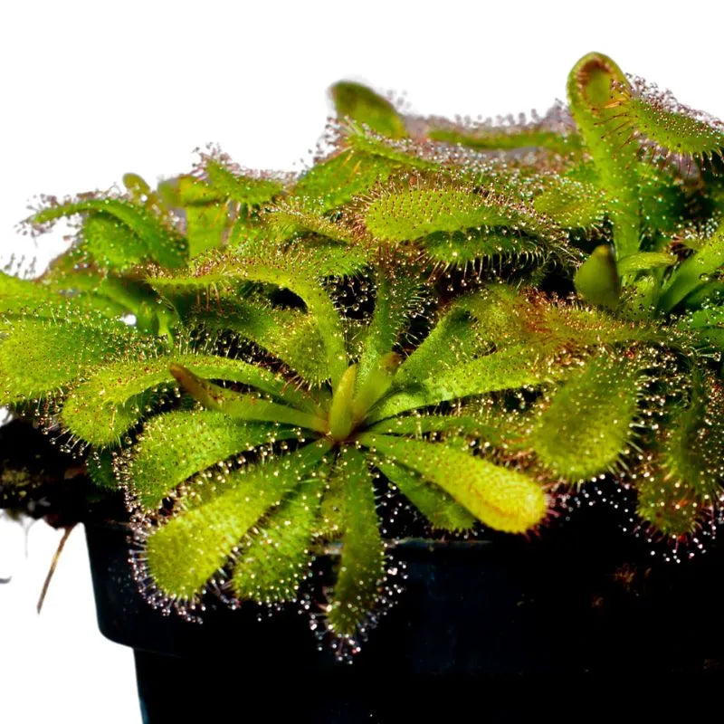 Drosera Aliciae d. 8.5