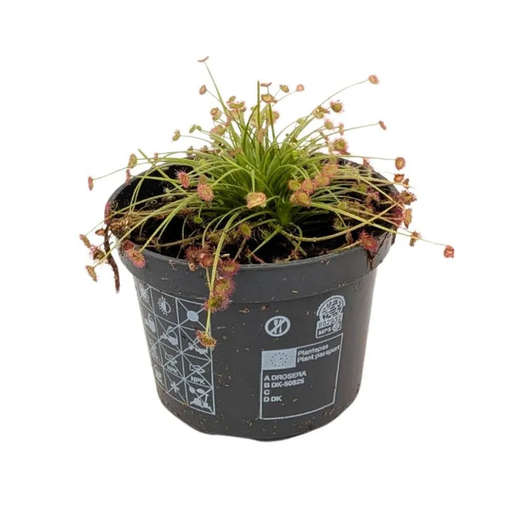 Drosera Paradoxa d. 9