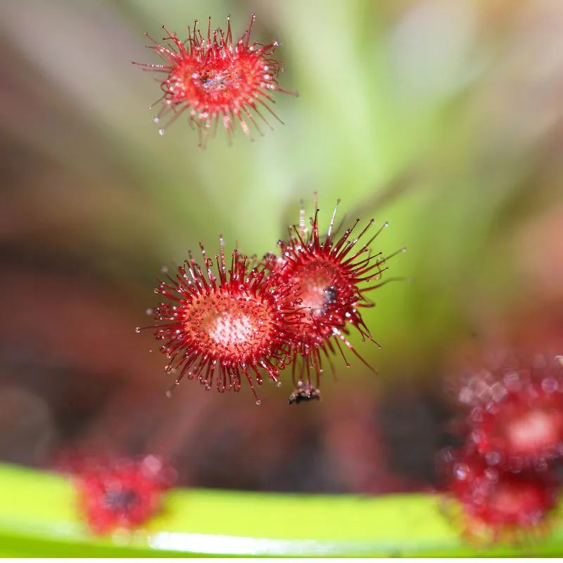 Drosera Paradoxa d. 9