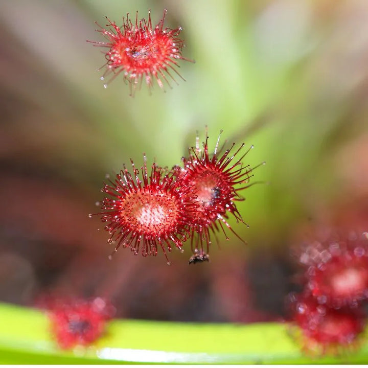 Drosera Paradoxa d. 9