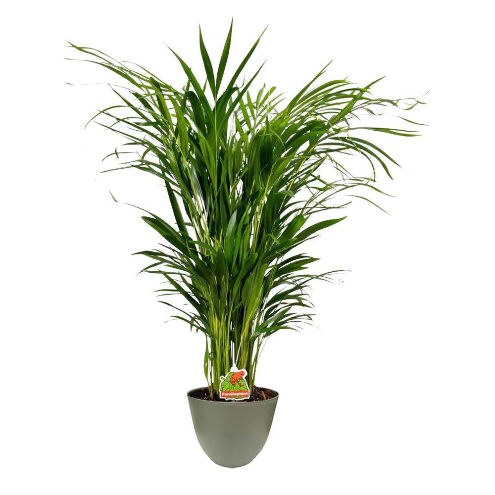 Pianta ornamentale con foglie verdi sottili e ricadenti, inserita in un vaso verde chiaro su sfondo bianco.