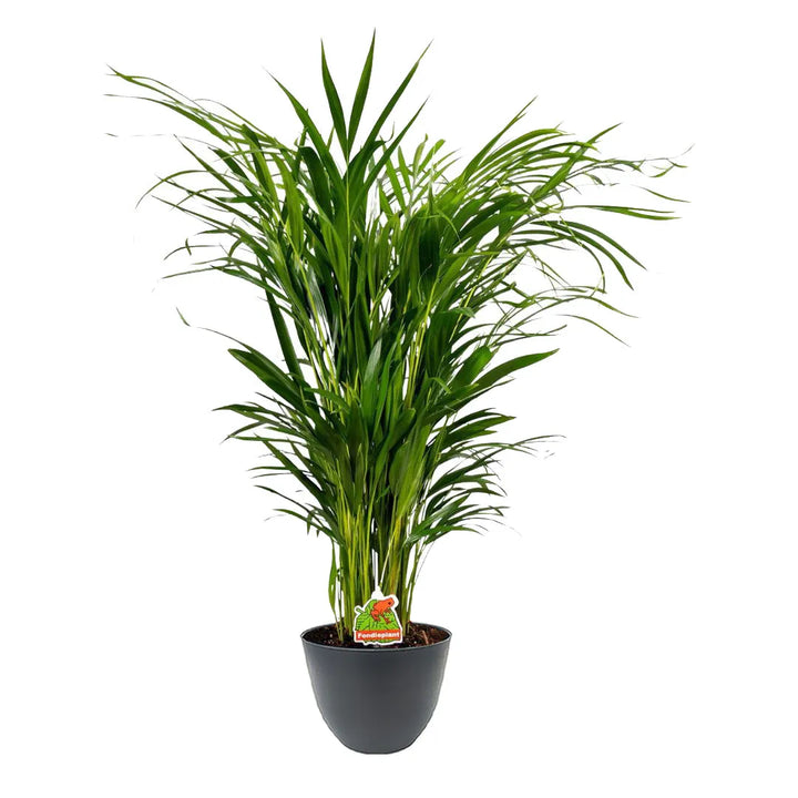 Pianta alta con numerosi steli sottili e foglie allungate di colore verde intenso, collocata in un vaso nero su sfondo bianco.