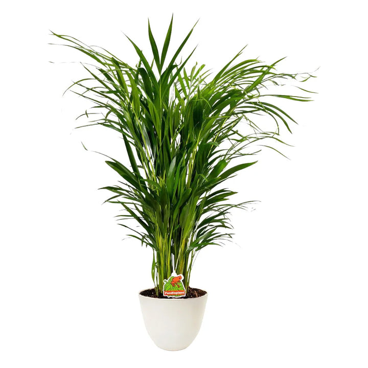 Pianta slanciata dalle foglie sottili e leggere di colore verde intenso, collocata in un vaso bianco su sfondo neutro.