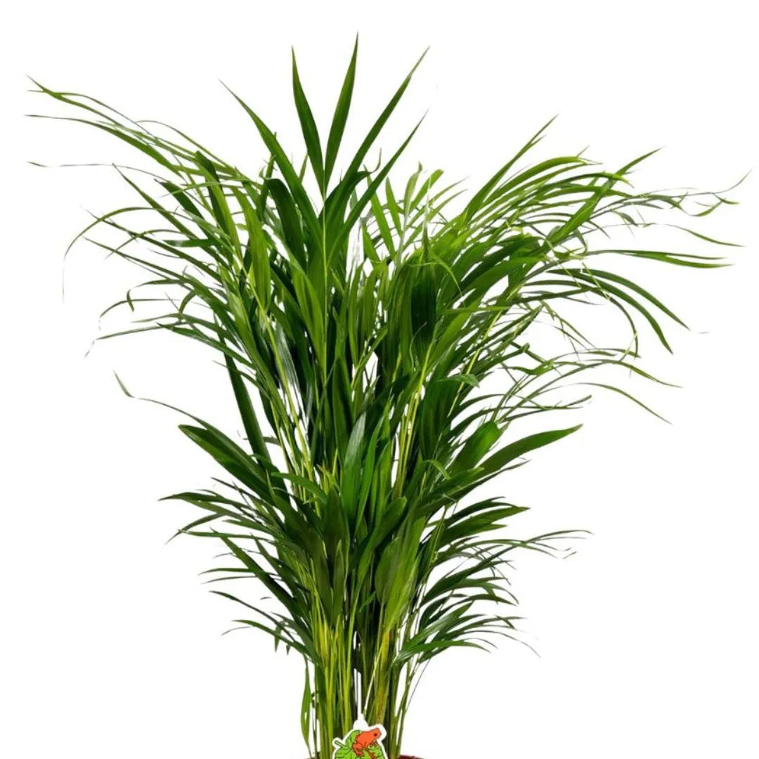 Dettaglio ravvicinato della parte superiore di una pianta con foglie sottili e arcuate di colore verde brillante.