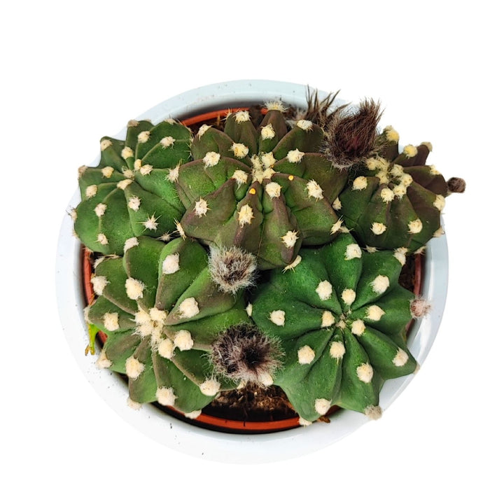 L'immagine mostra una pianta di Echinopsis oxygona vista dall'alto, collocata in un vaso bianco. La pianta ha una forma globulare composta da più sezioni, ciascuna con piccole areole bianche da cui emergono spine corte. Diversi boccioli, coperti da una leggera peluria marrone scuro, sono visibili sulla sommità della pianta. La superficie del terreno è leggermente visibile attorno alla base della pianta.