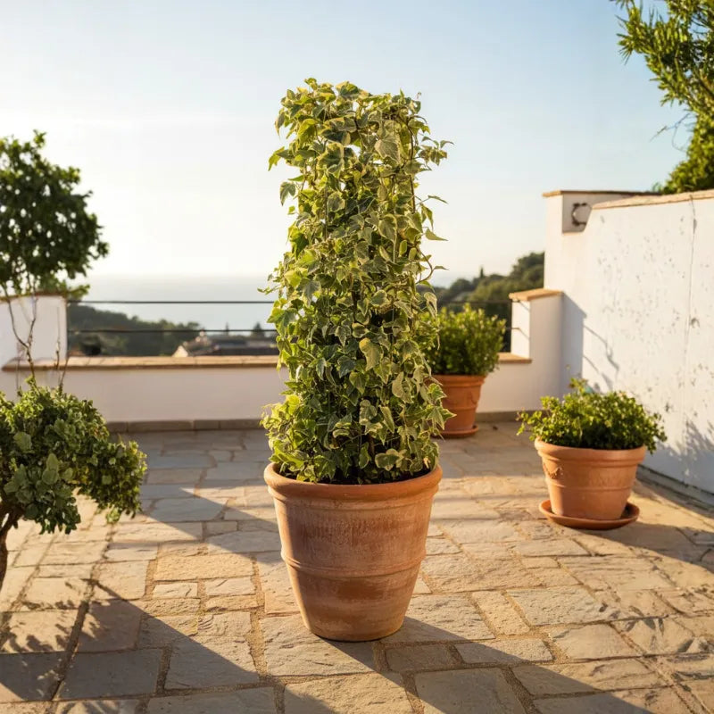 Edera colonnare (Hedera helix) in vaso di terracotta su terrazzo, pianta sempreverde rampicante perfetta per giardini e spazi outdoor