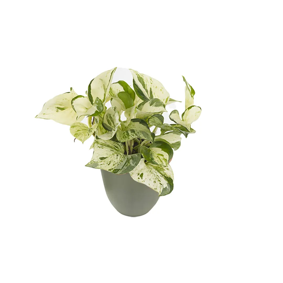 Pianta con foglie colore crema e variegature di diverse tonalita di verde posizionata in un vaso colore verde rosmarino 