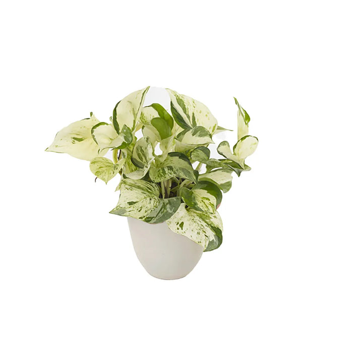 Pianta con foglie colore crema e variegature di diverse tonalita di verde posizionata in un vaso colore avorio 