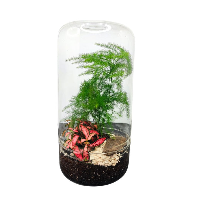 Terrarium con Asparagus e Fittonia in contenitore in vetro H19 D9 cm