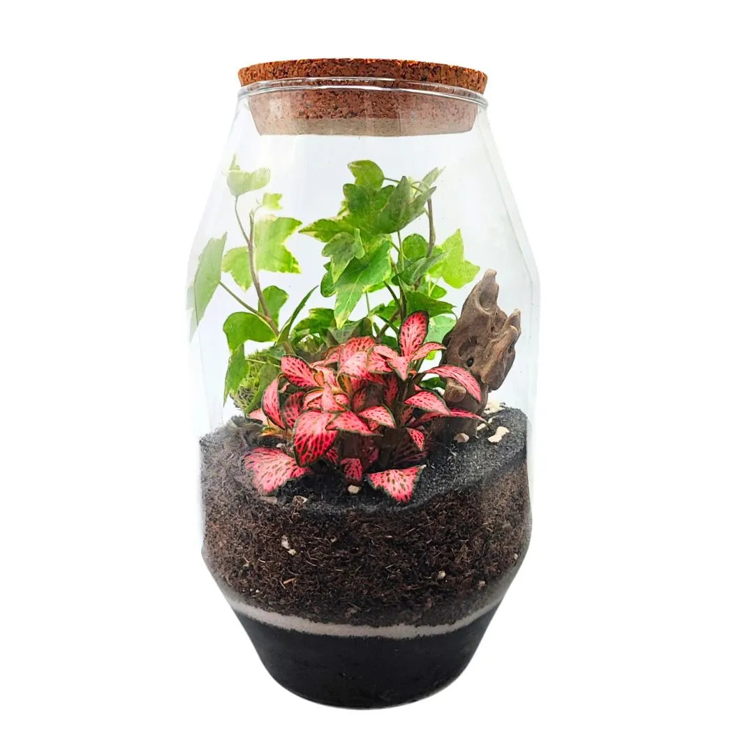Terrarium realizzato in contenitore in vetro H.20 cm con piante decorative