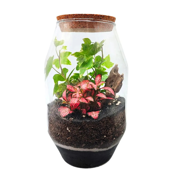 Terrarium realizzato in contenitore in vetro H.20 cm con piante decorative