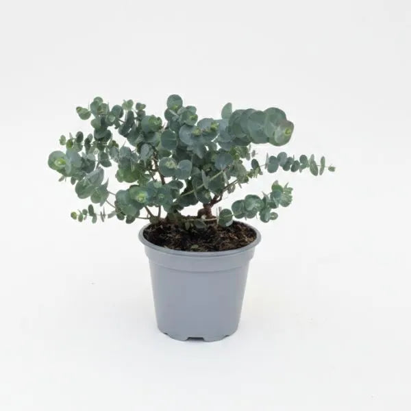 immagine mosta una pinta con foglie rotonde di colore verde su sfondo bianco 