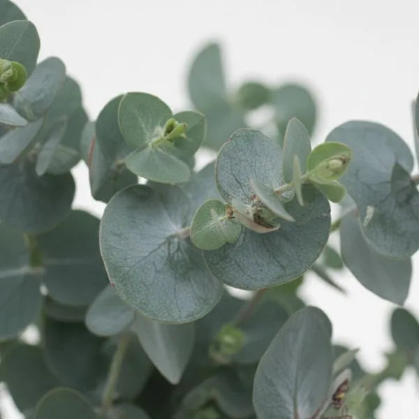 dettaglio delle foglie della painta 