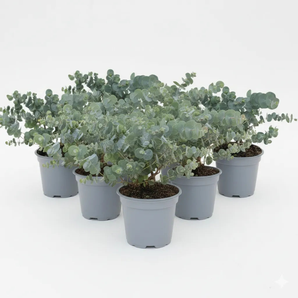 immagine mostra sei piante di eucalipto disposte a triangolo 