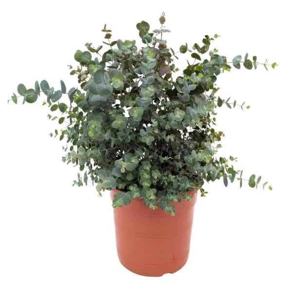 Eucalipto in vaso da vivaio con foglie tonde verde grigio, pianta sempreverde ideale per giardino, terrazzo e balcone