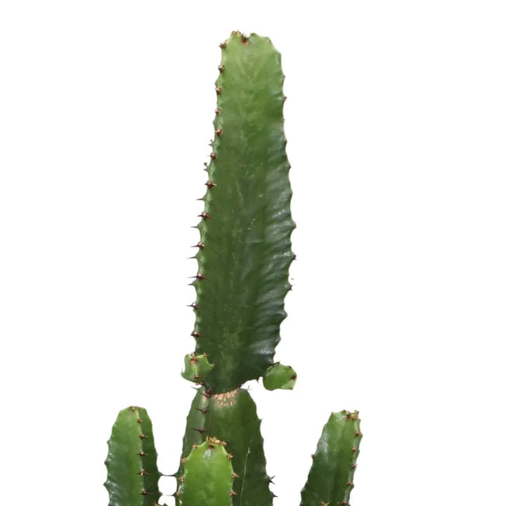 dettaglio della painta che mostra le spine della painta 