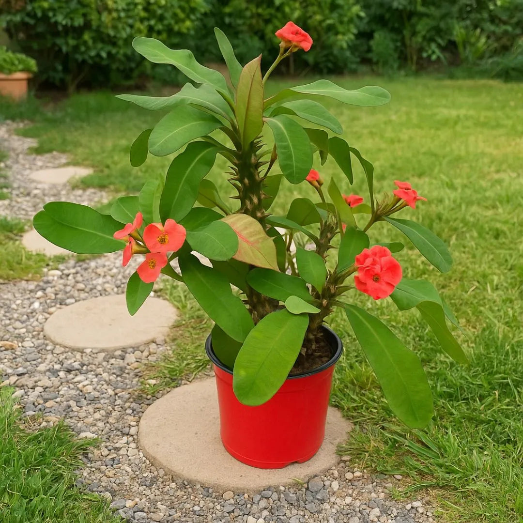 Euphorbia Milii ( Spina di Cristo ) D. 18 cm H. 58 cm - i Giardini di Giulia  