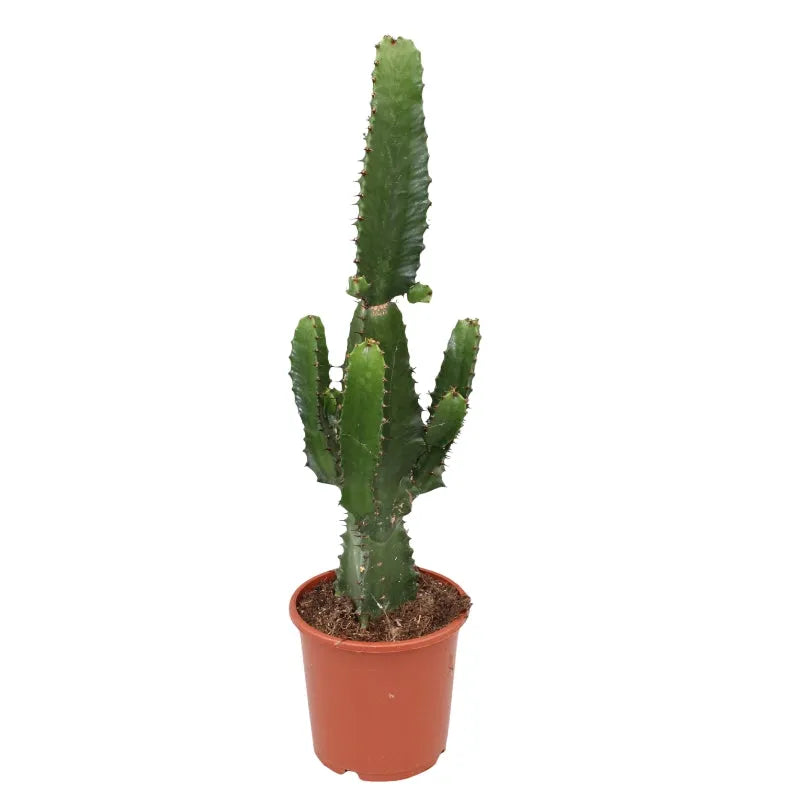 primo paino della painta grassa che mostra lo stelo verde della painta con spiene visibili 