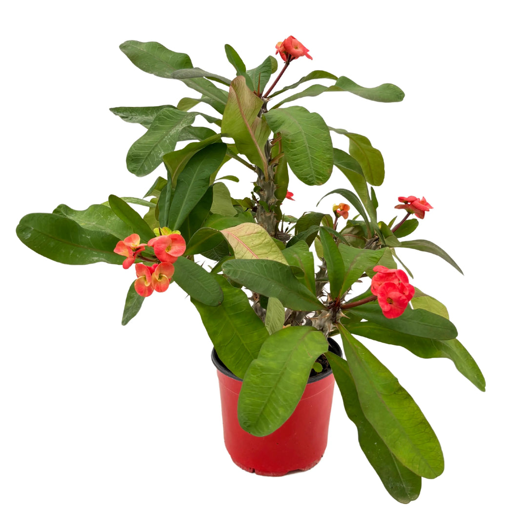 Pianta Euphorbia Milii in vaso rosso da 18 cm, vista completa della chioma e dei fiori.

